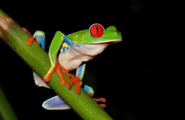 Frog Watching Jungle Night Walk