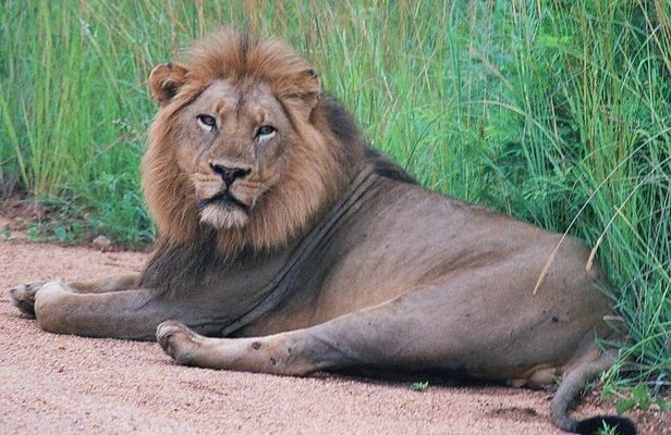 Kruger National Park Morning Game Drive