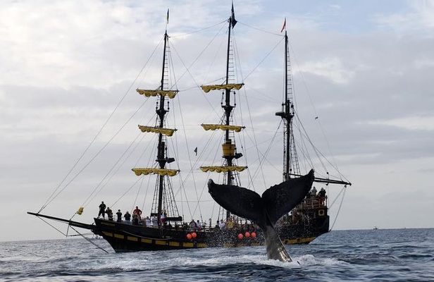 Whale-Watching Pirate Ship Cruise in Los Cabos
