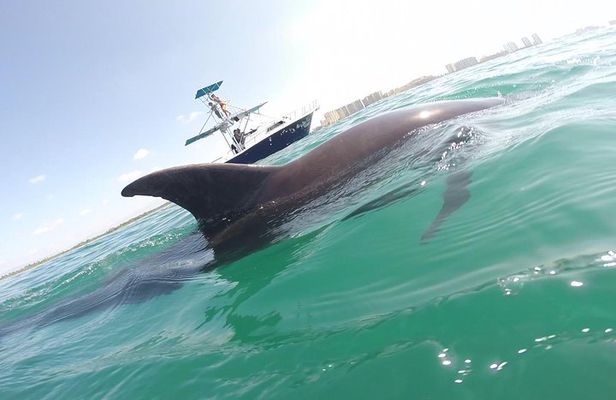 Private Wild Dolphin Encounter in Puerto Vallarta