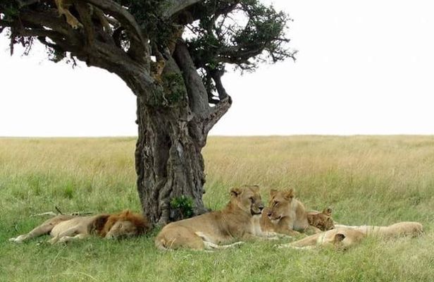 6 Days Kenya Classic Safari