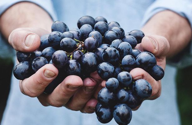 Athens Private Wine Tasting Tour - Dionysian Grapes