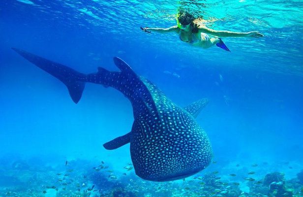 Join Tour: Bohol to Oslob Cebu Whale Shark Experience