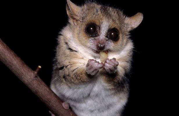 Bohol: Bilar - Night Safari Tour