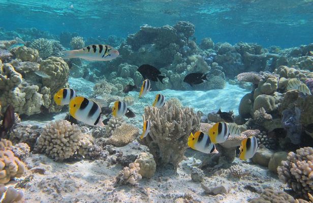 Half day Snorkeling Shared Boat Tour in Bora Bora