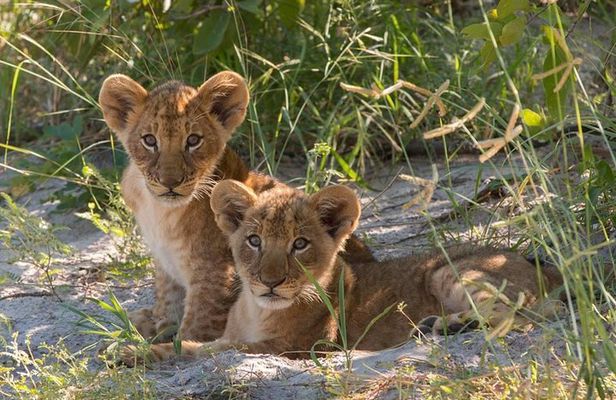 4 Days Victoria Falls Zimbabwe with Chobe National Park Safari Botswana and Livingstone Zambia