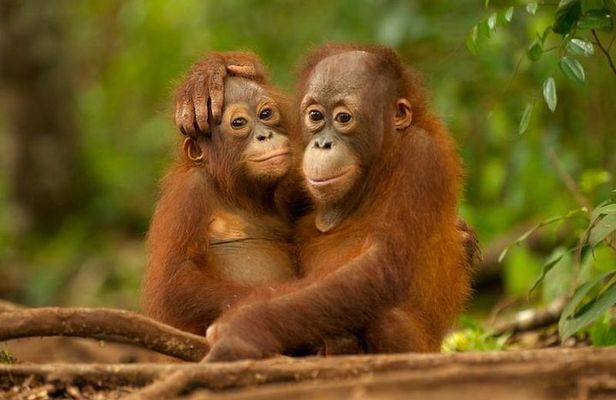 Day Trip Sepilok Orang-utan And City Tour
