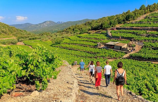 Peljesac&Ston Small-Group Food & Wine Experience from Dubrovnik