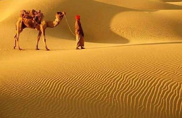 A Camel Safari Through The Thar Desert Sand Dunes Near Bikaner