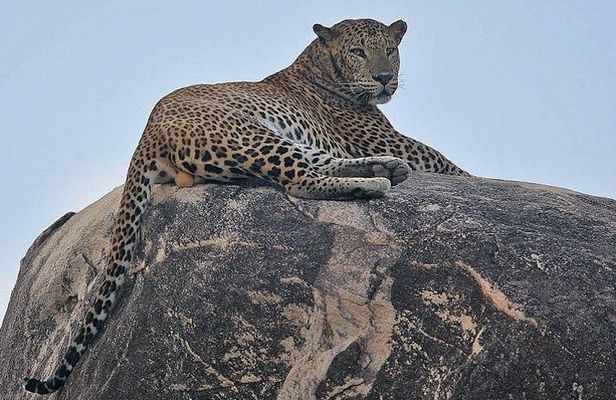 Narlai Leopard Safari and Village Walk