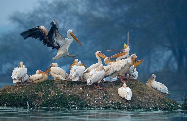 7-Day Private Golden Triangle Tour - Forts Palaces and Wildlife Sanctuary