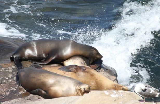 The La Jolla Tour