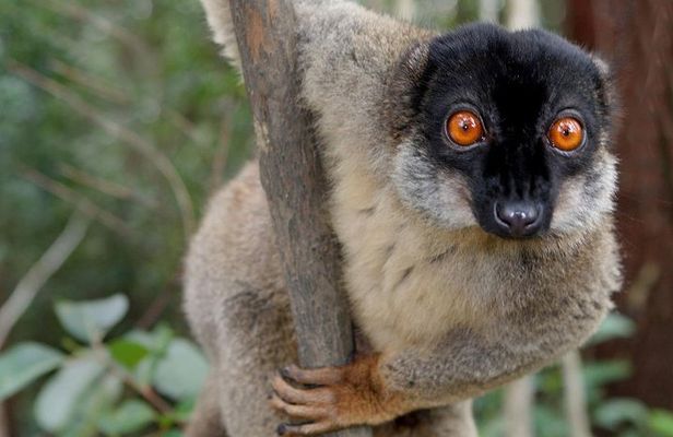 Lemur Day Tour at Andasibe Rainforest and Vakona Lodge Reserve