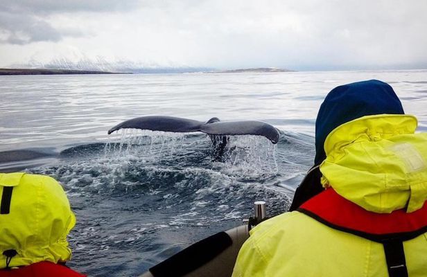 RIB boat express: Whales, Eyjafjord and Akureyri
