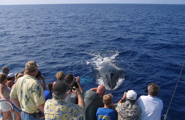 Late-Morning Whale Watch from Kawaihae