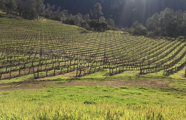 Private Group Wine Tour of Napa and Sonoma