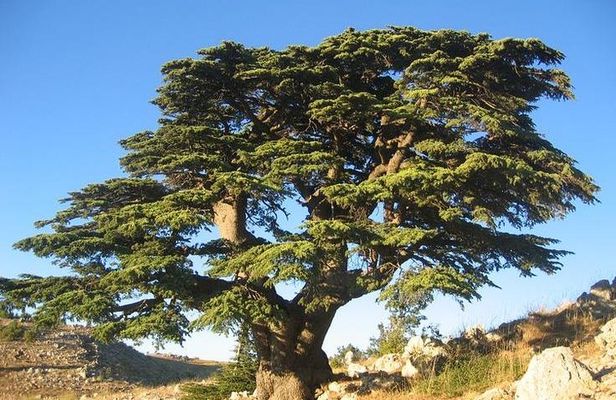 PRIVATE Hiking Day Trip in the Shouf Fabulous Cedars Forest