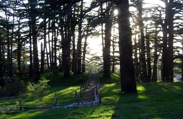 PRIVATE Tour to Cedars of God, Besharre & Qozhaya Valley