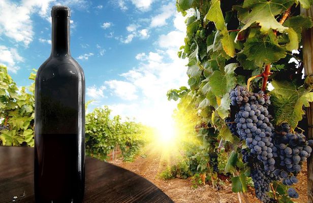 Fully Private Full-Day Guided Wine Tour of the Kakheti Region