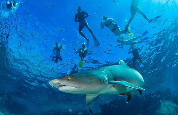 Ultimate Encounter Snorkel with Sharks in Fiji