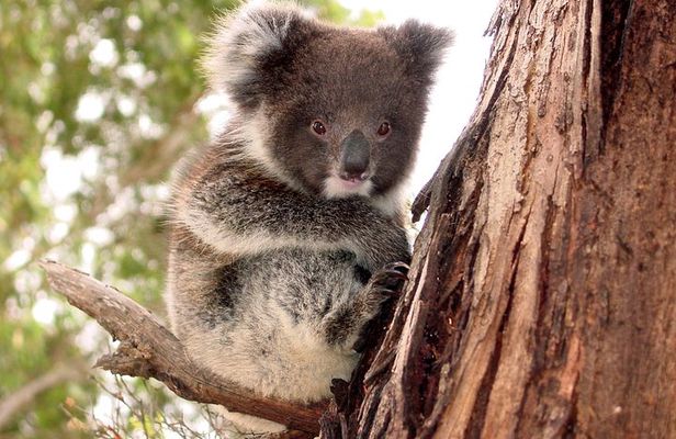 Kangaroo Island Luxury Small Group 'Island Life' Full Day Tour