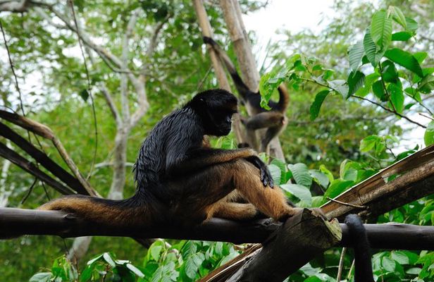 4-Day Iquitos Amazon Jungle Adventure at Heliconia Lodge