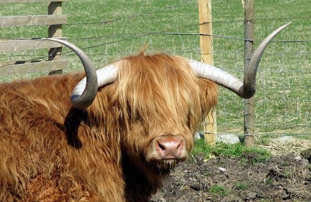 3-Day Isle of Skye and Highlands Tour from Glasgow