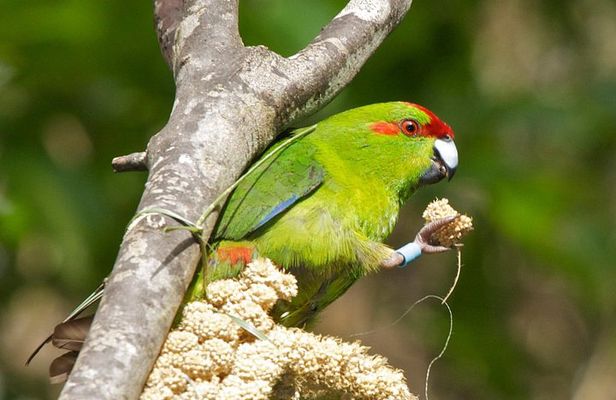 Zealandia by Day: Small group native forest and wildlife tour