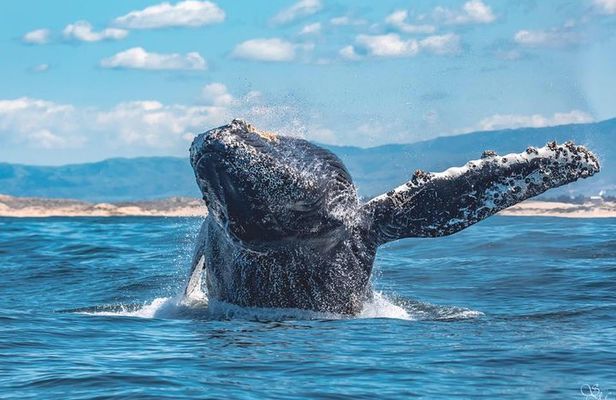 Whale Watching Tour From Monterey
