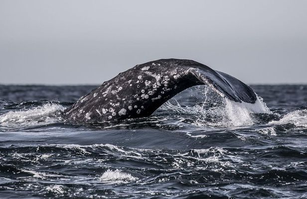 3-Hour Whale Watching Tour from Monterey