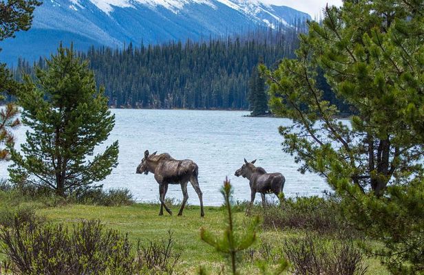 Jasper Wildlife and Waterfalls Tour with Maligne Lake Hike