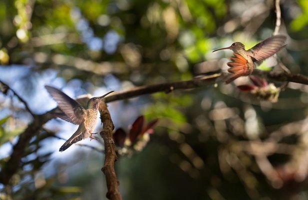 Private Tour to Mindo, with Chocolate and Coffee Tours