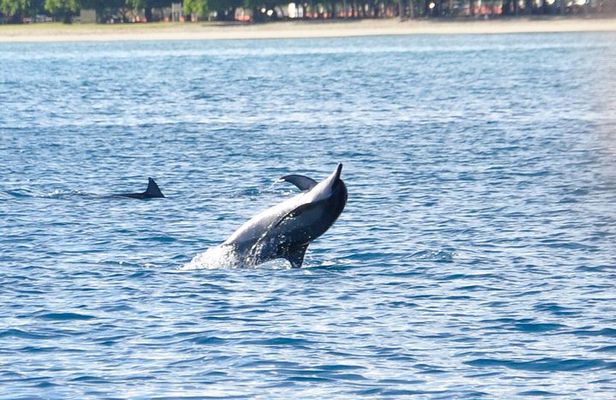 Dolphins Encounter and Whale Watching
