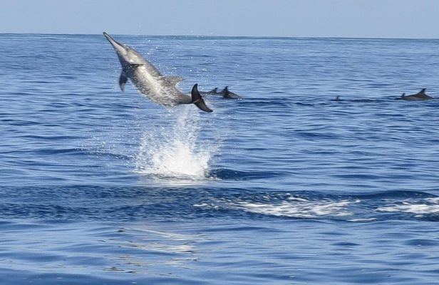 Whale and Dolphin Watching Private Boat Tour from Mauritius