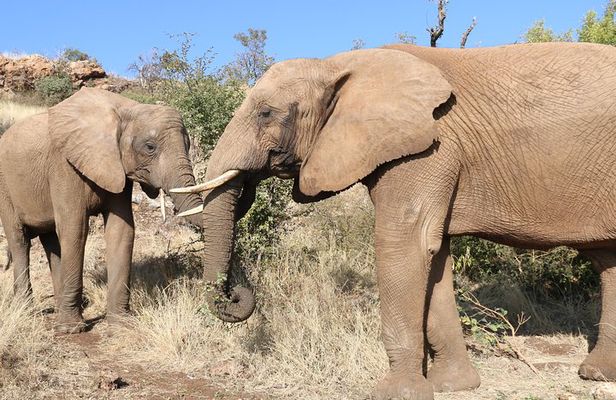Elephant Experience & Lesedi Cultural Village