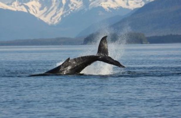 Juneau Whale Watching Adventure