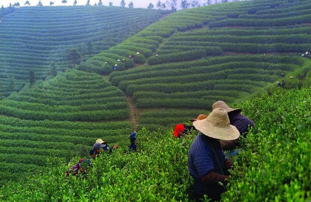 Experience Chengdu: Private Tea-Making Day Tour of Mengdingshan Tea Plantation