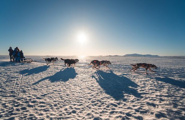 Small-Group Dog Sled-Ride with Transfer Service