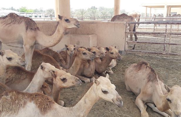 Private City tour and Sightseeing in Bahrain