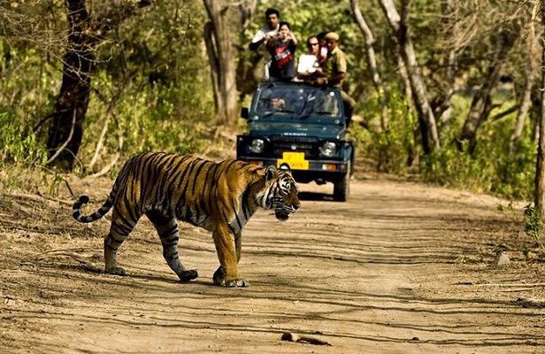 Private 5-Day Ranthambhore Tiger Tour from Delhi including the Taj Mahal, Agra and Jaipur