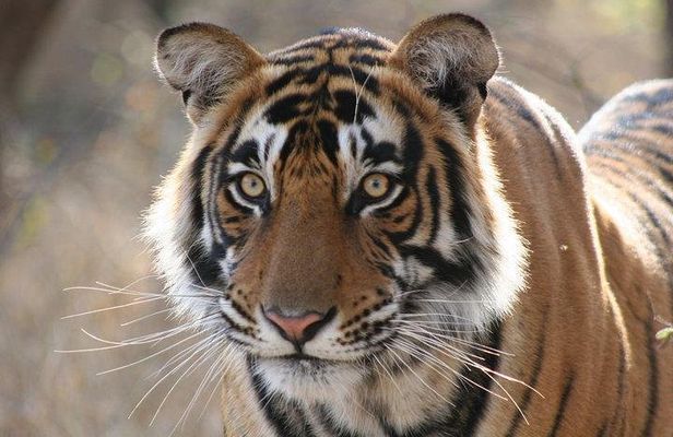 3-Day Ranthambhore Tiger Tour from Jaipur to Taj Mahal Agra ending in Delhi