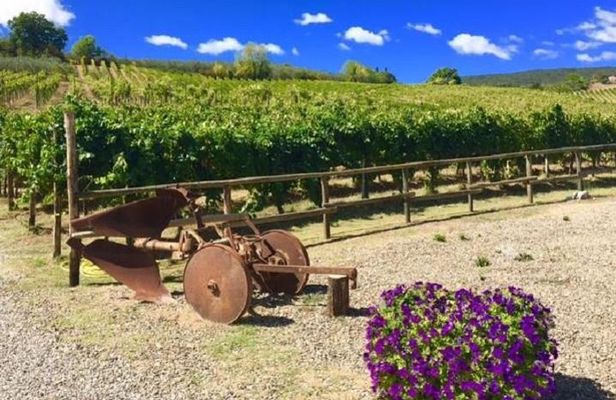 Chianti Wine and Vinci half day Small Group Tour from Lucca