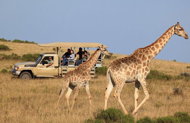 3 Day Garden Route's Best Highlights with Safari from Cape Town