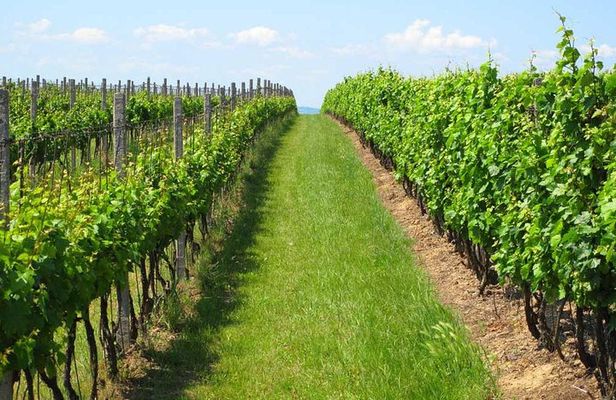 Montevideo Wine Tour with Tasting and Lunch