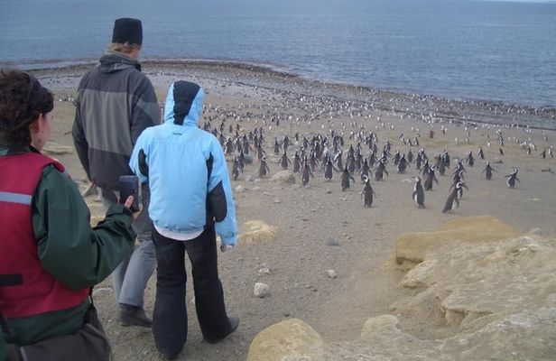 Shore Excursion: Magellan Penguins Natural Reserve in Magdalena Island from Punta Arenas