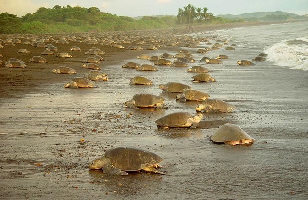 Private Limon Shore Excursion: Tortuguero Canals Tour