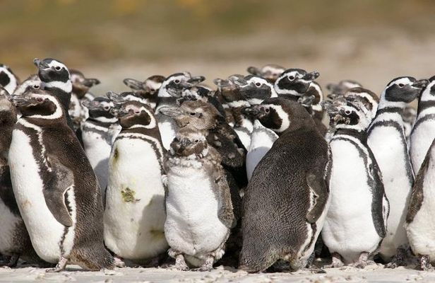 Puerto Madryn Shore Excursion: Private Day Trip to Punta Tombo Penguin Colony