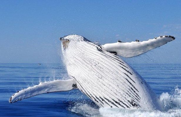 Whale Watching Busselton