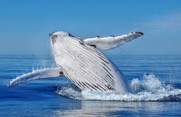 Whale Watching Dunsborough