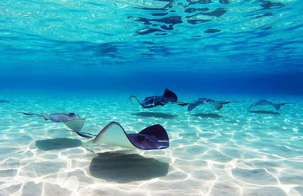 Small Group Snorkeling, Sharks & Stingrays Encounter by boat